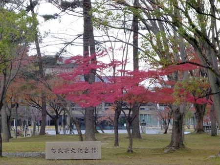 101奈良公園9.JPG
